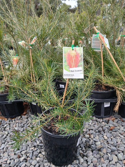 Banksia occidentalis 'Red Beacon' 18cm