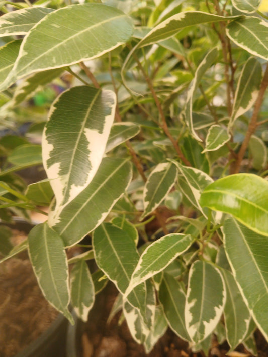 Ficus Benjamina Variegata 20cm