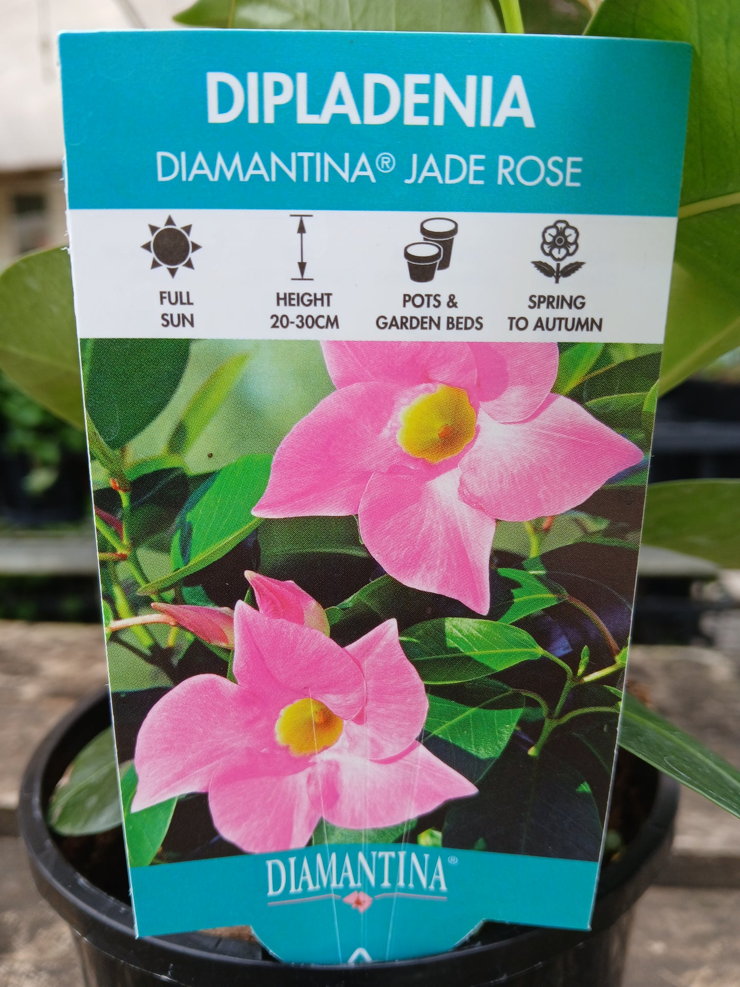 Mandevilla sanderi 'Dipladenia Jade Rose' 14cm