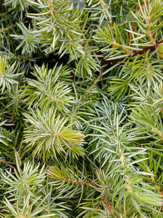 Juniperus conferta 14cm