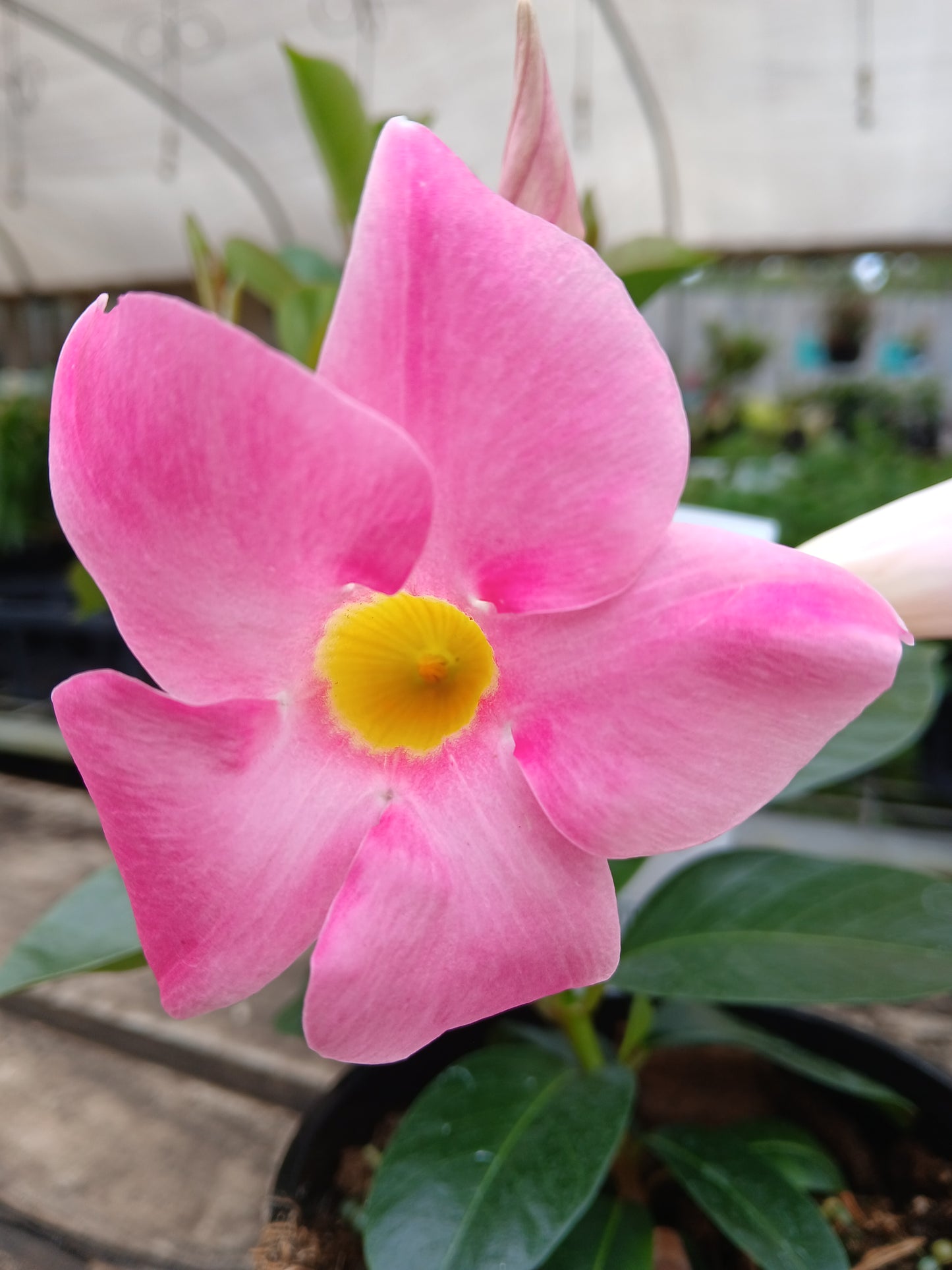 Mandevilla sanderi 'Dipladenia Jade Rose' 14cm