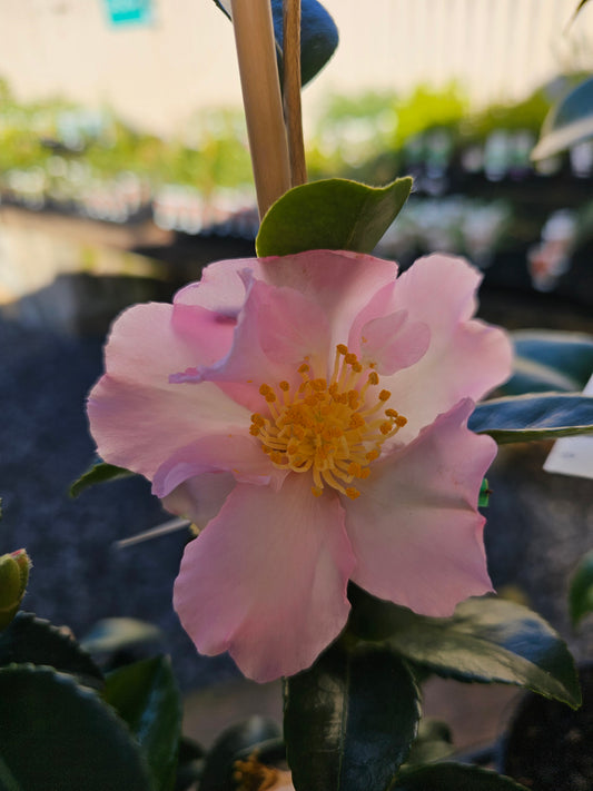 Camellia sasanqua 'Exquisite' 14cm