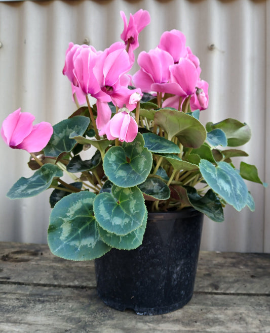 Cyclamen Mammoth 20cm