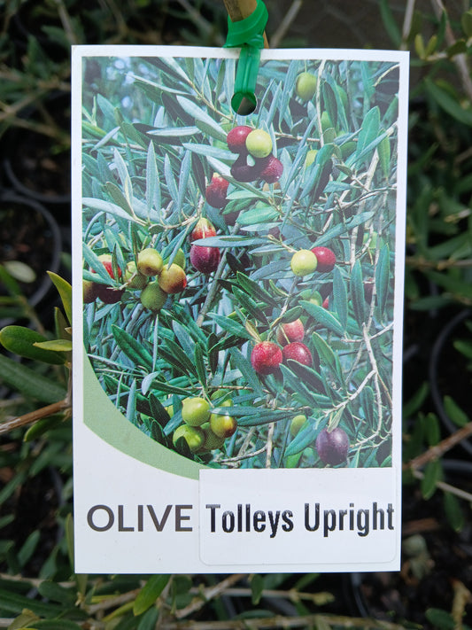 Olive 'Tolleys Upright'