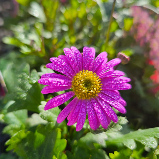 Brachyscome 'Fresco Candy' 14cm