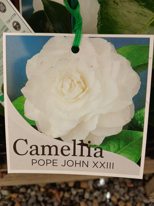 Camellia japonica 'Pope John XXIII' 7cm