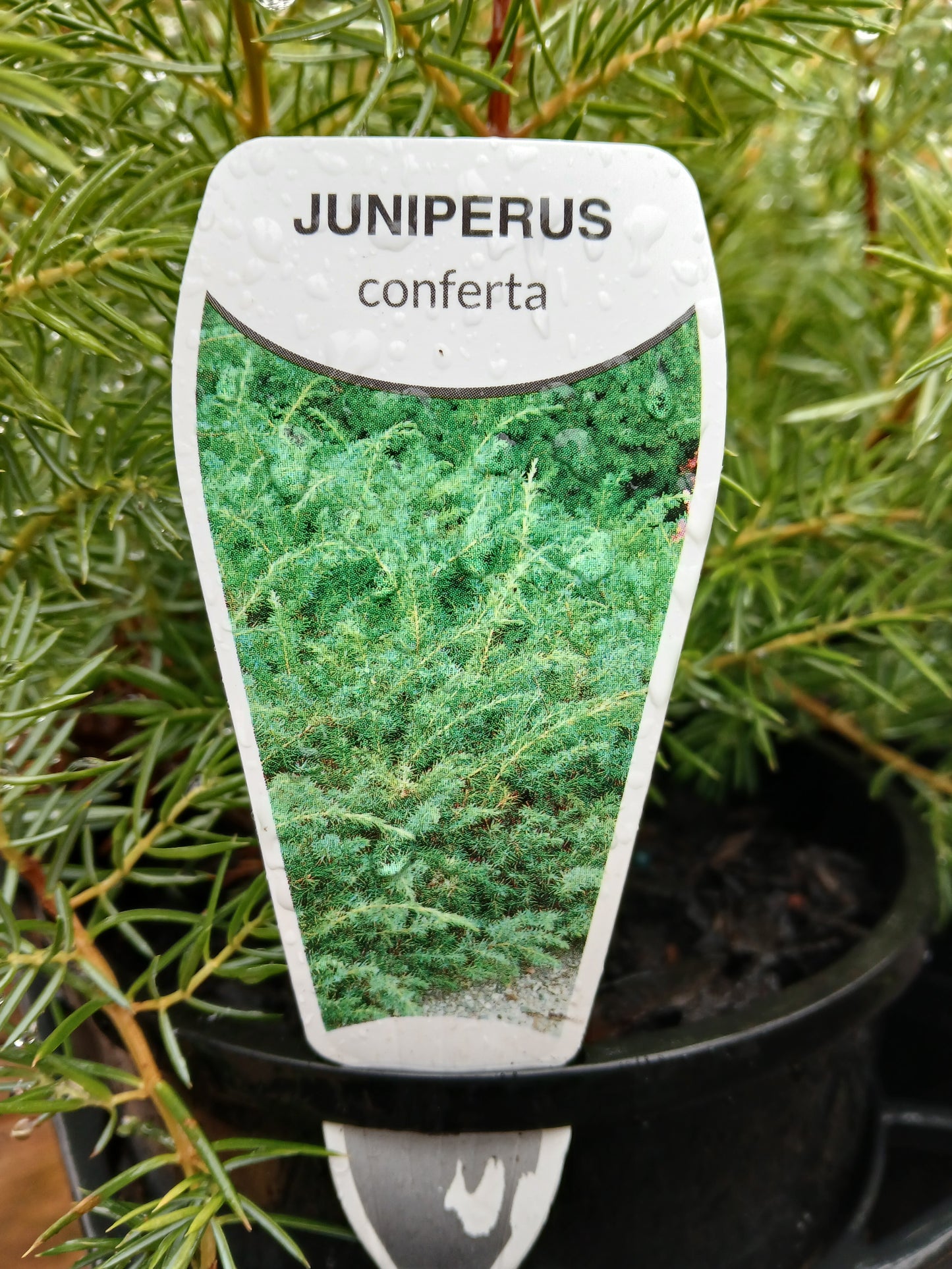 Juniperus conferta 14cm