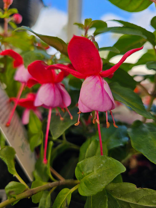 Fuchsia 'Bella Lydia' 14cm