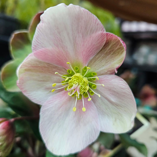 Helleborus ‘Pink Frost’ 18cm