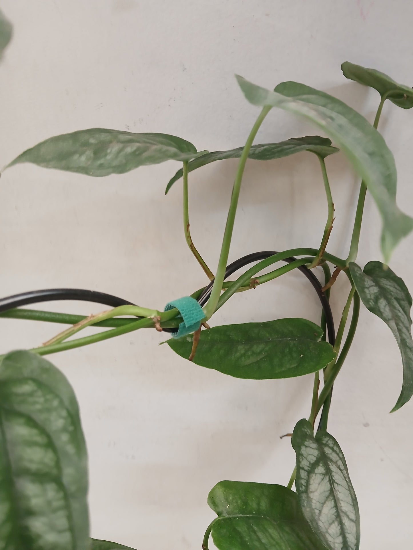 Reusable Plant Tie 1m