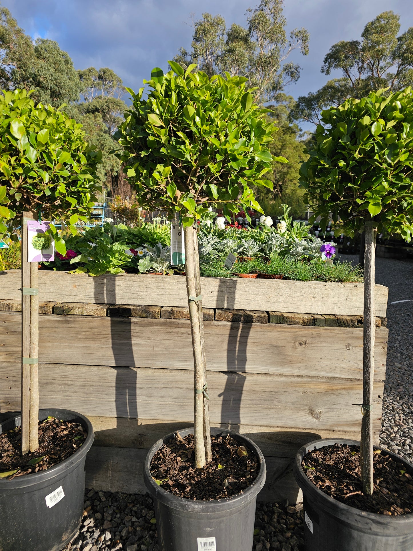 Ficus Hilli Standard 30cm