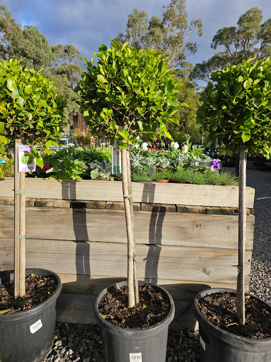 Ficus Hilli Standard 30cm
