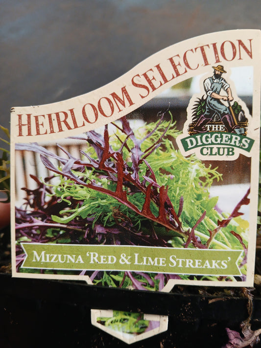 Mizuna Red and Lime Punnet