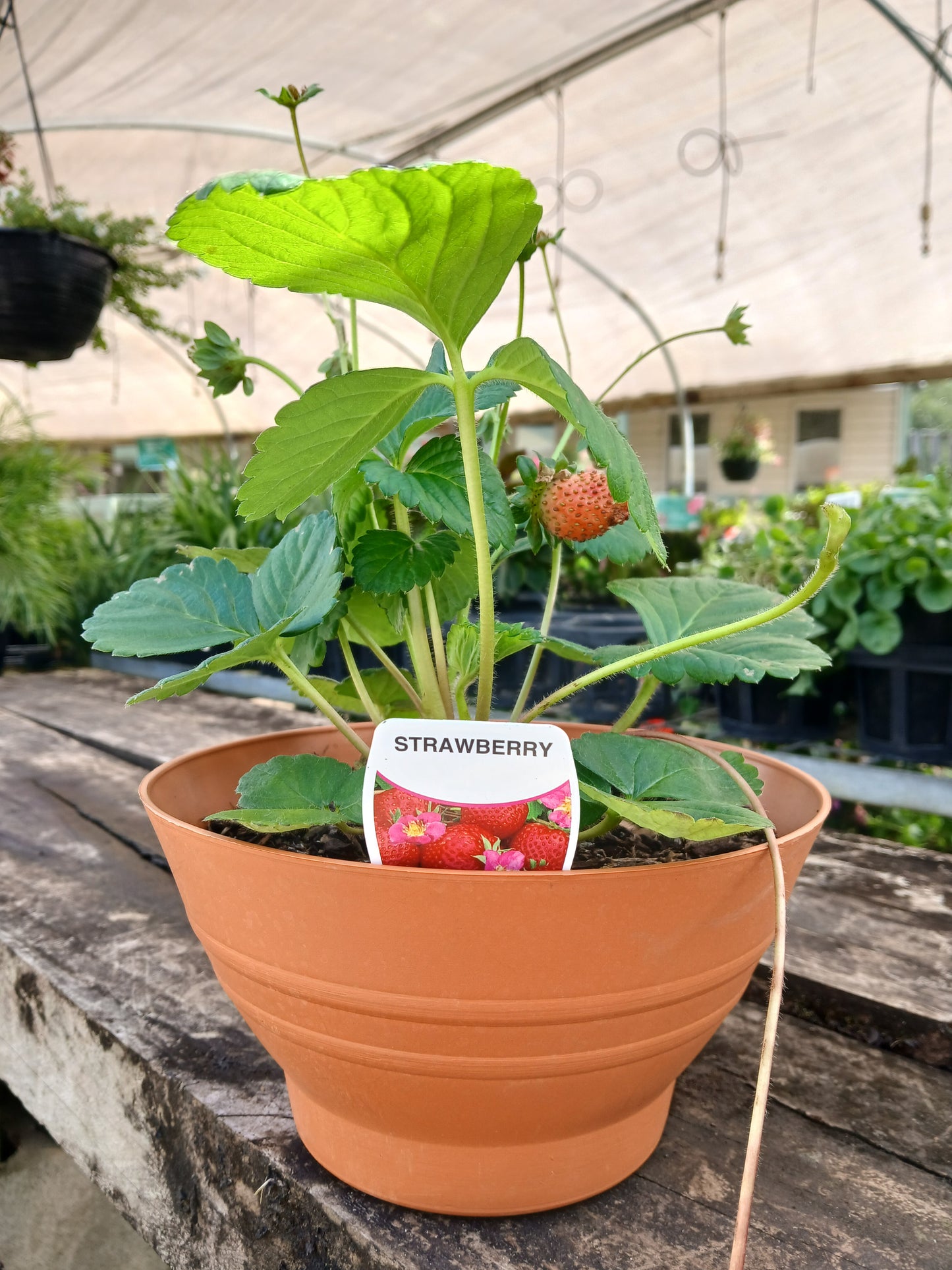 Terracotta Style Potted Strawberry Bowl 20cm