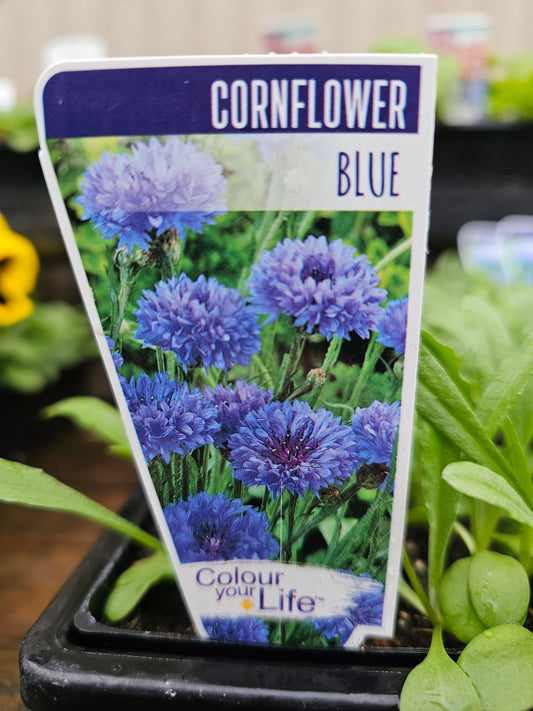 Cornflower Blue Punnet