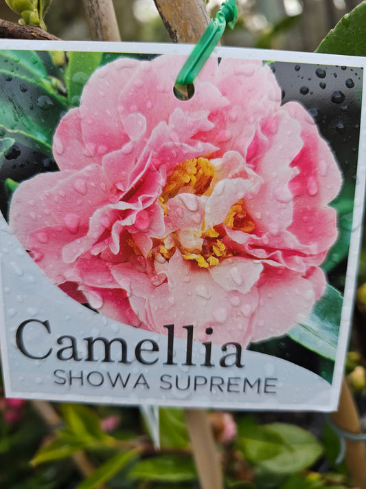 Camellia sasanqua ‘Showa Supreme’ 18cm