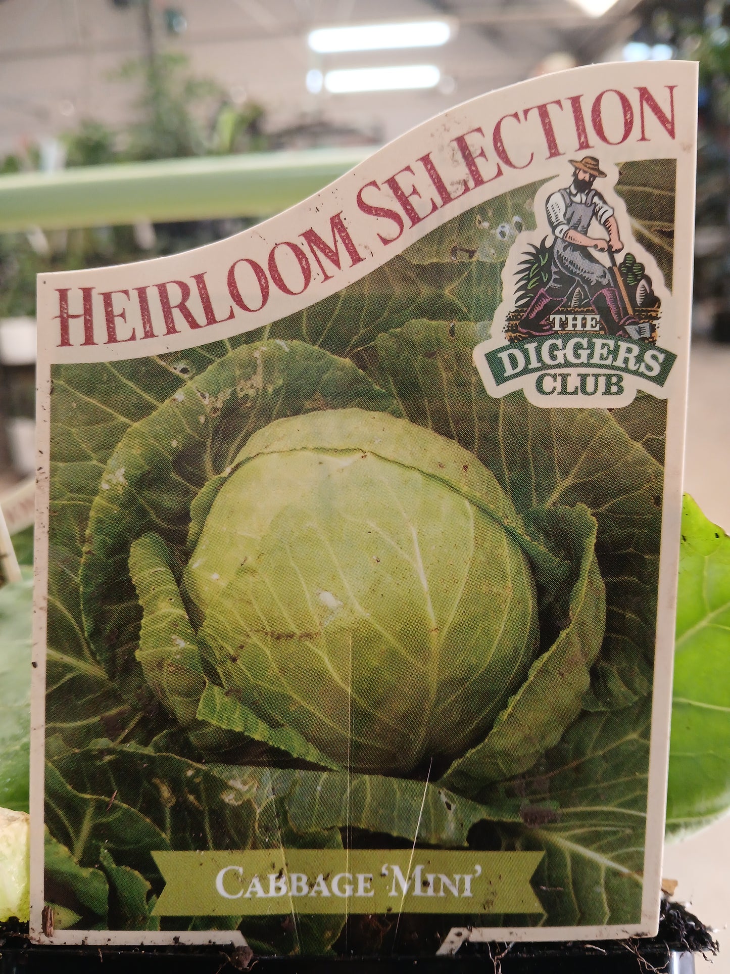Cabbage 'Mini' 100mm