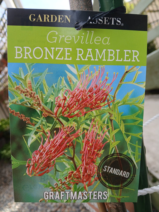 Grevillea 'Bronze Rambler' Grafted Standard 30cm