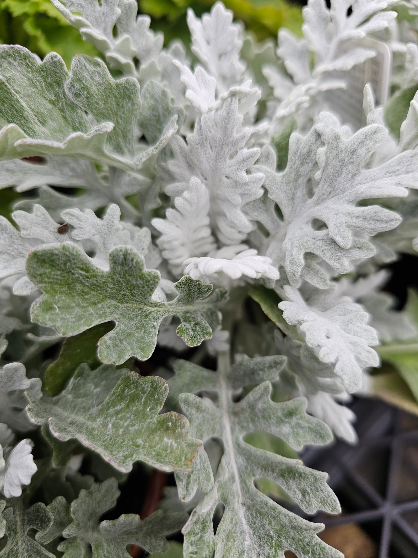 Cineraria- Silver Dust 100mm