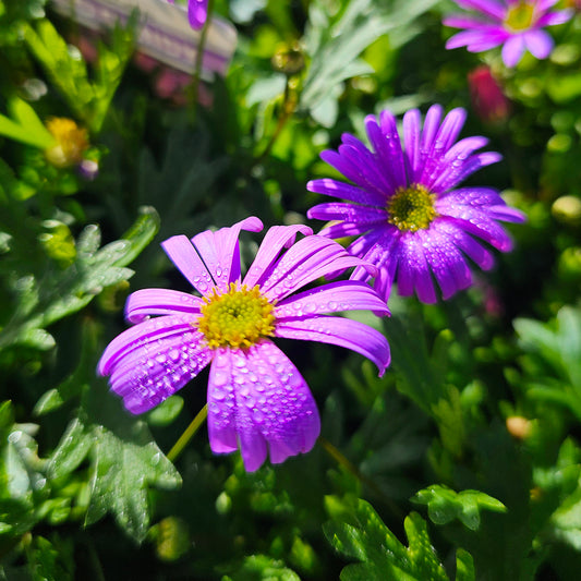 Brachyscome angustifolia 'Brasco Violet' 14cm