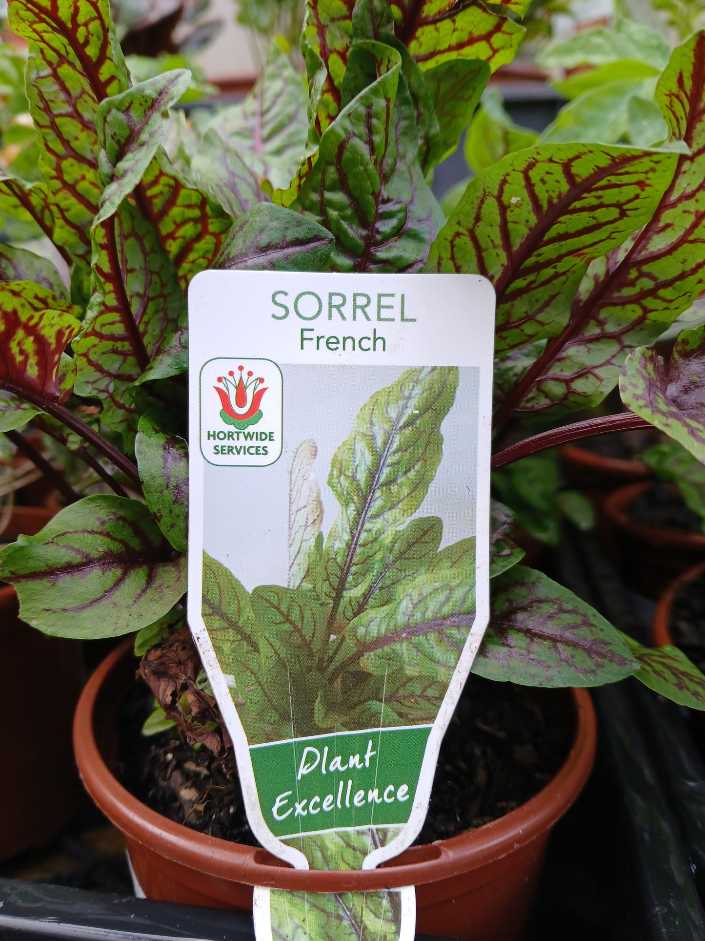 Sorrel 'French' 100mm