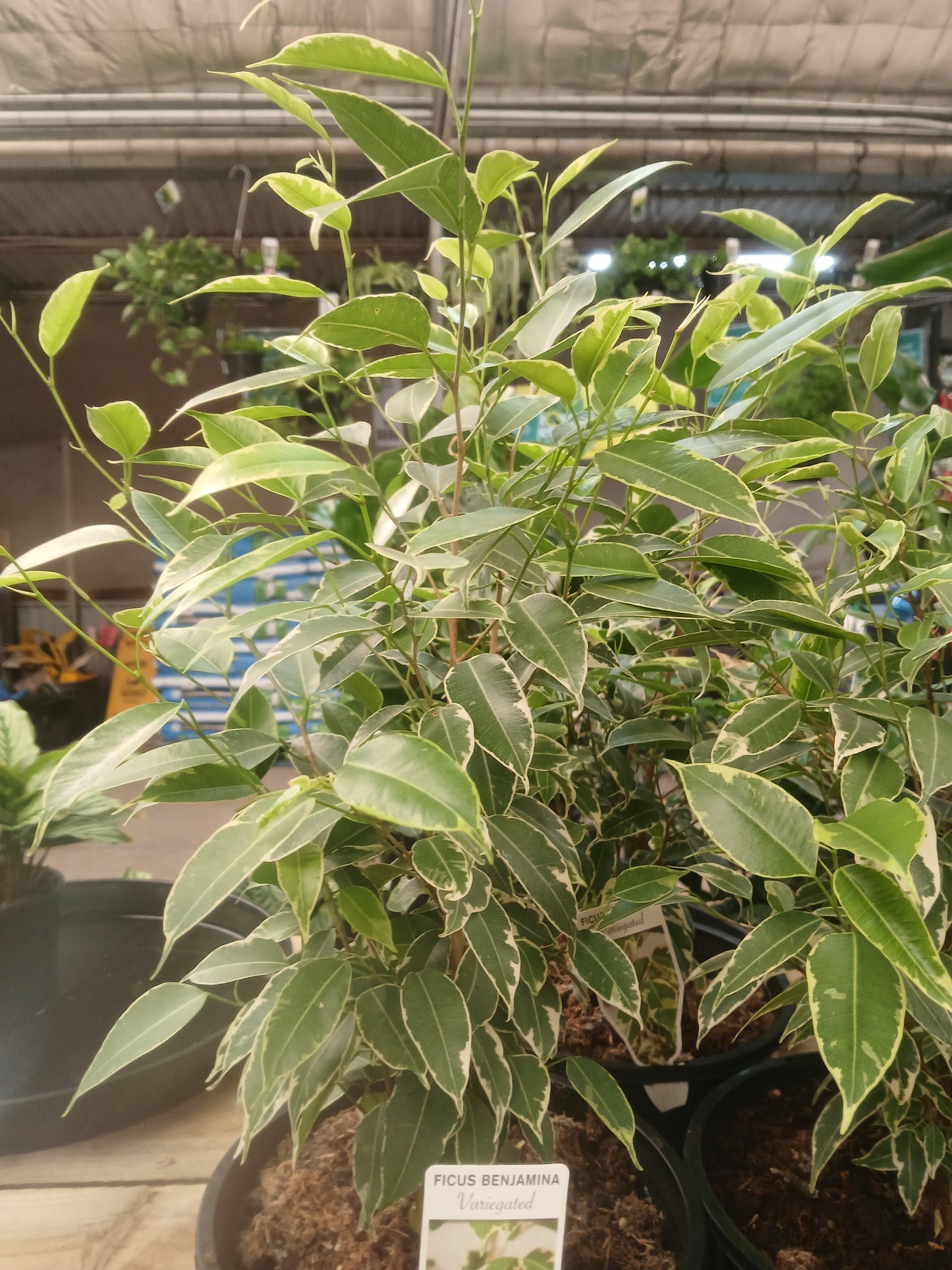 Ficus Benjamina Variegata 20cm