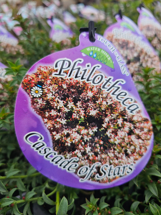 Philotheca buxifolia 'Cascade of Stars' 14cm