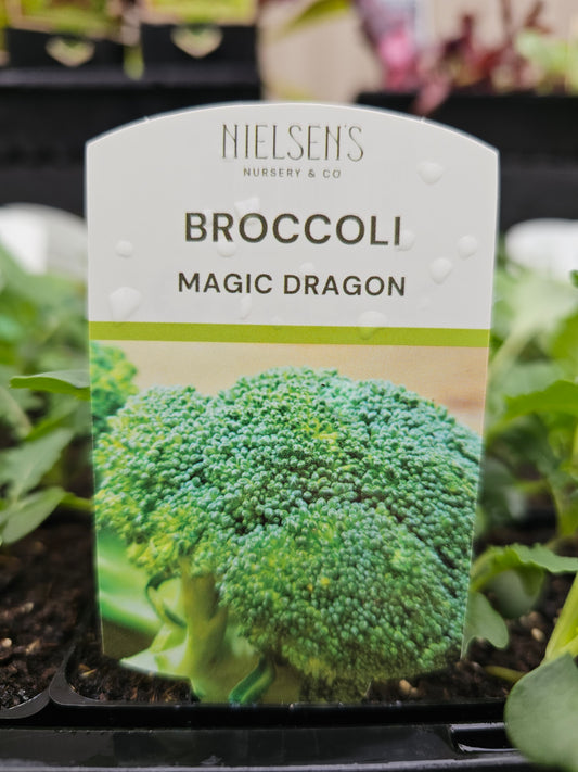 Broccoli Magic Dragon Punnet