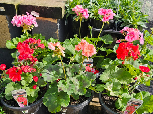 Pelargonium/Geranium Mix 19cm