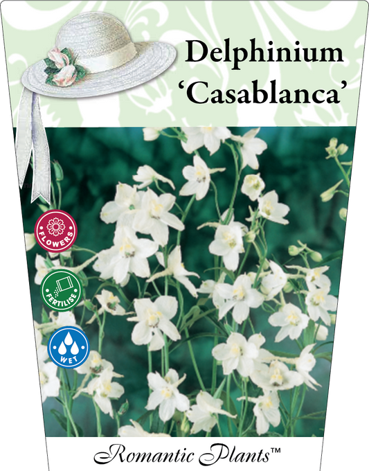 Delphinium ‘Casablanca’ 95mm