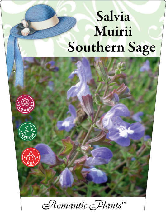 Salvia Muirii 'Southern Sage' 95mm