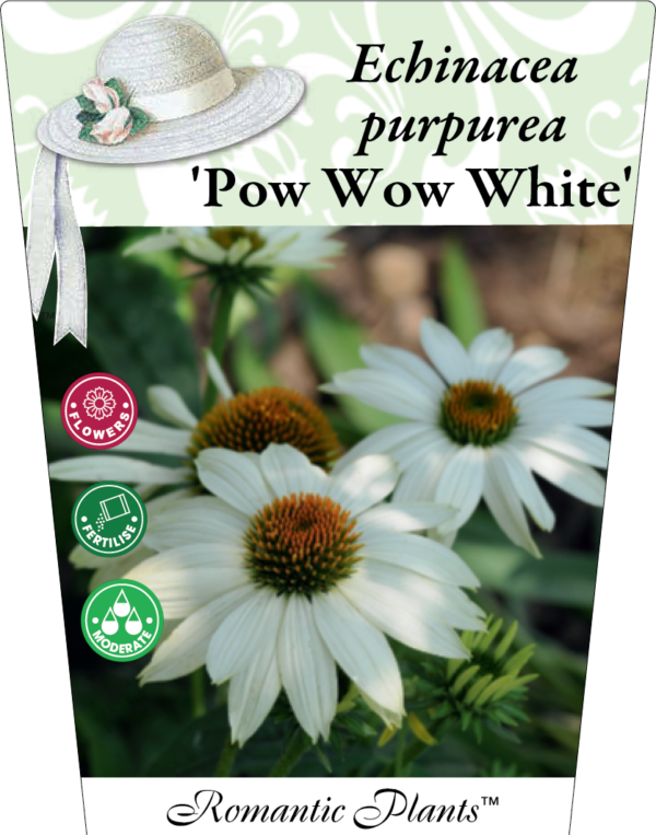 Echinacea Purpurea Pow Wow White 95mm
