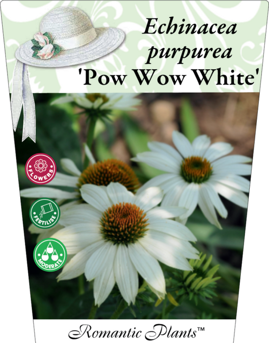Echinacea Purpurea Pow Wow White 95mm