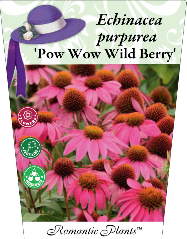 Echinacea Purpurea Pow Wow Wild Berry 95mm