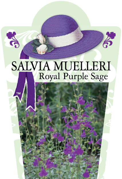Salvia muelleri 'Royal Purple' 95mm