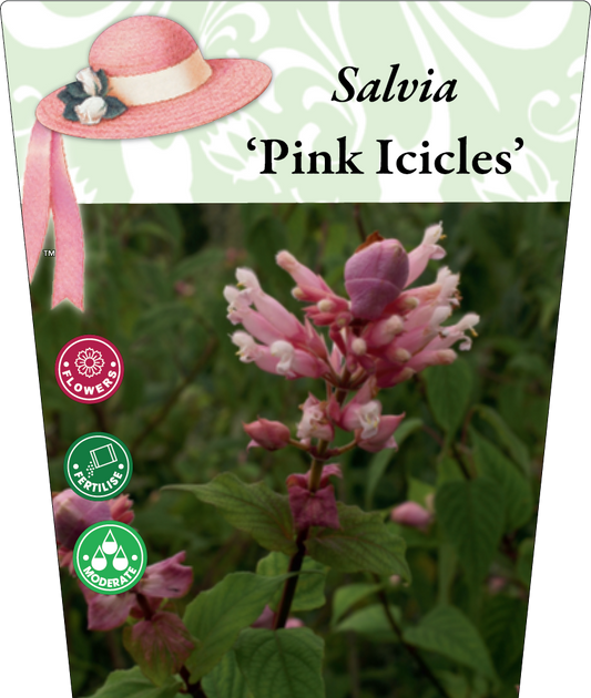 Salvia involucrata 'Pink Icicles' 95mm