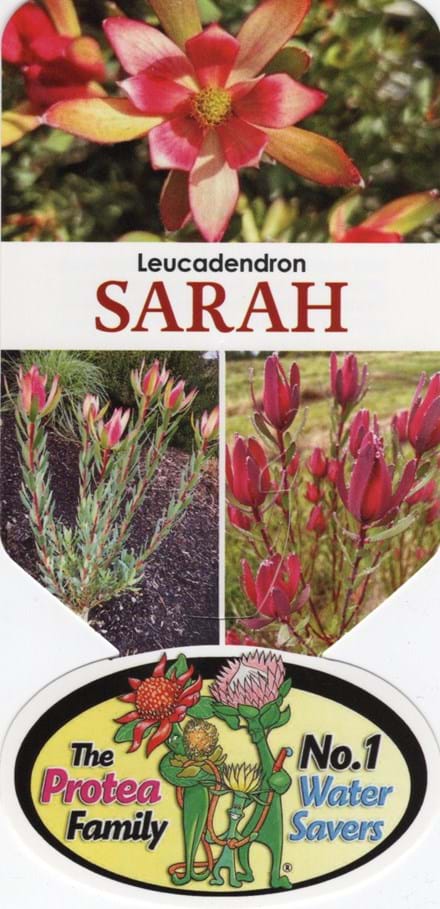 Leucadendron salignum 'Sarah' 14cm