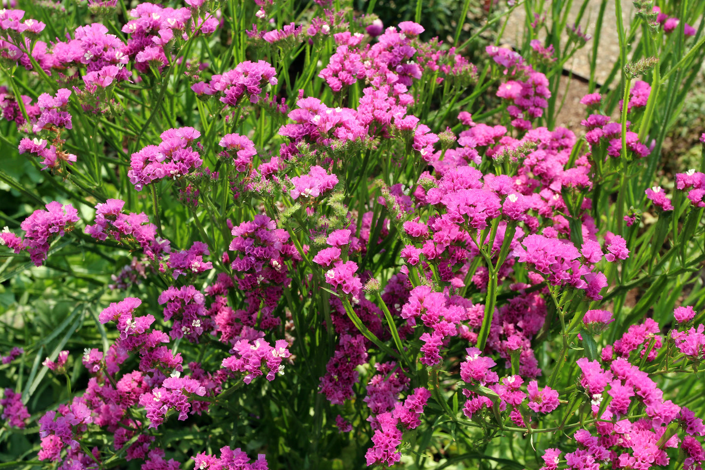 Limonium roseum Statice 'Pink Elle' 14cm