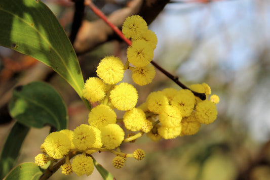 Acacia pycnantha 'Golden Wattle' 20cm