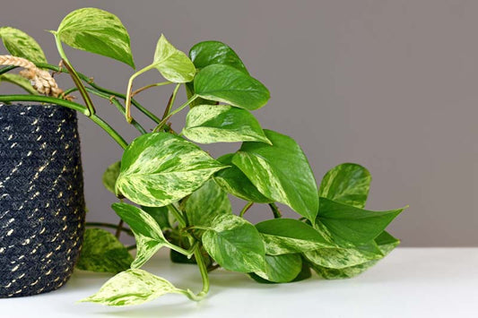Epipremnum aureum Green Gold Pothos Devils Ivy Hanging baskets 20cm