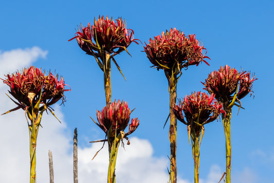 Doryanthes excelsa 'Gymea Lily' 20cm Seconds