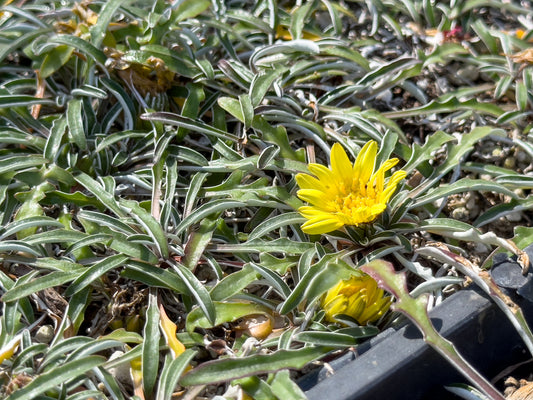 Dymondia margaretae ‘Silver Carpet’ 7cm