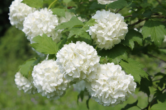 Viburnum opulus sterile 'Snowball Tree' 14cm