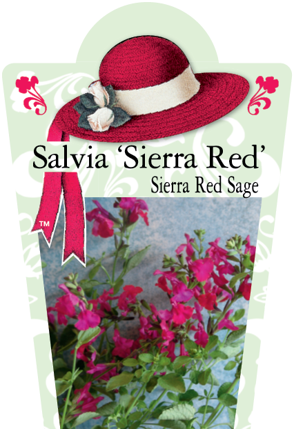 Salvia greggii 'Sierra Red' 95mm