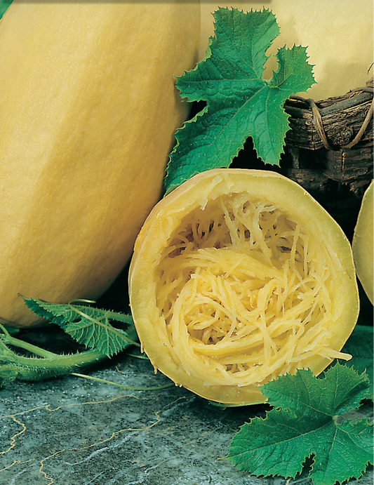 Squash Vegetable Spaghetti 10 Seeds