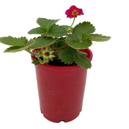 Strawberry 'Red Petals' 100mm