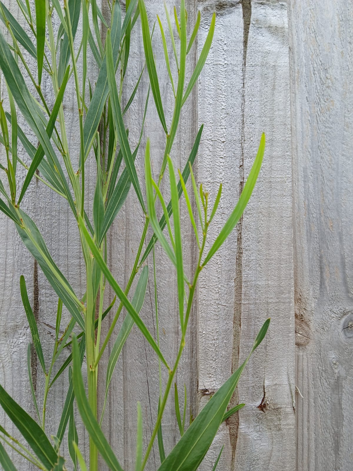 Acacia stricta 14cm