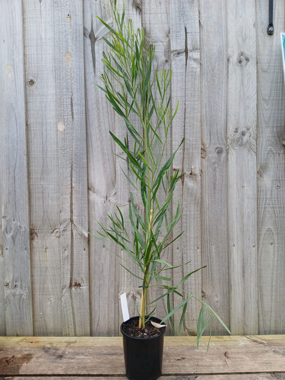 Acacia stricta 14cm