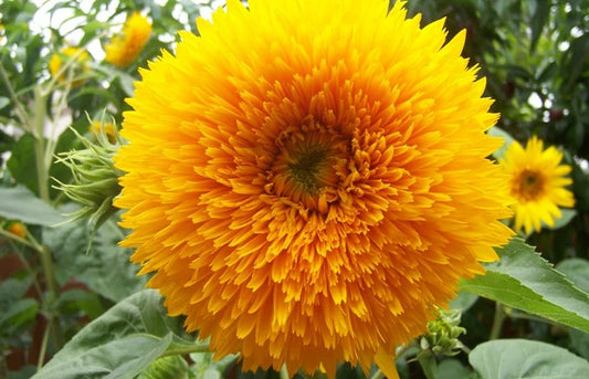 Sunflower Teddy Bear Seeds 25 seeds