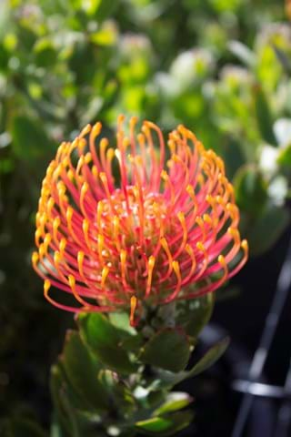 Leucospermum 'Tiara' 14cm